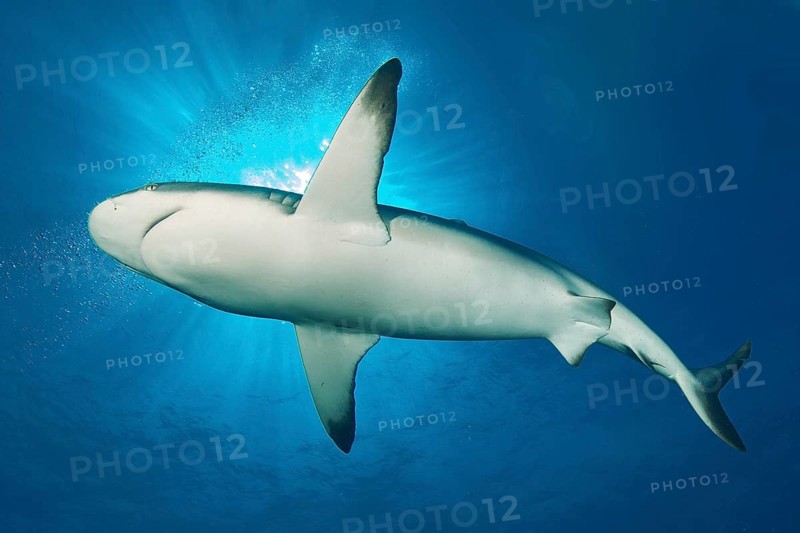 Grey reef shark swims close to the viewer through blue water sea, above sun rays, Pacific Ocean