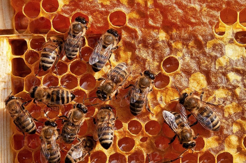 Bees and honey, Krasnodar, Russia, Europe