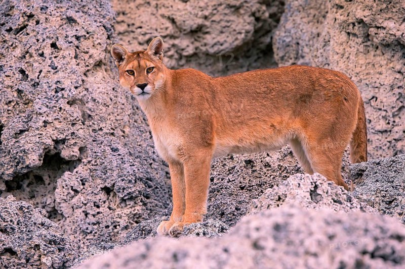 Female Cougar foraging, South America, Chile, Torres del Peine NP, Felis concolar patagonia, Torres del Paine NP, South America