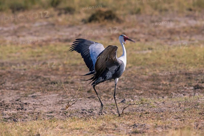 Africa, Botswana, Wattled Crane, Grus carunculatus, Botywana, Africa