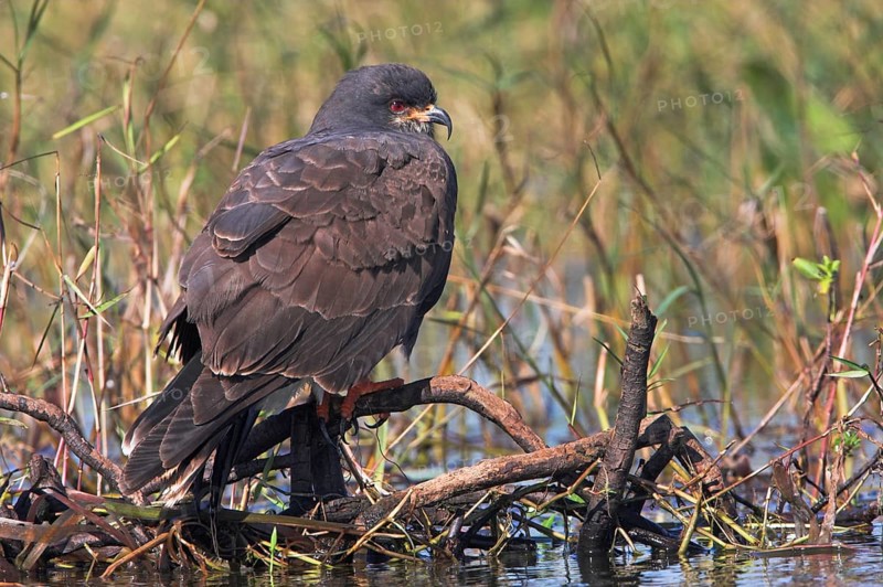 Snail kite (Rostrhamus sociabilis), Lake Kissimmee, Osceola County, Florida, USA, North America