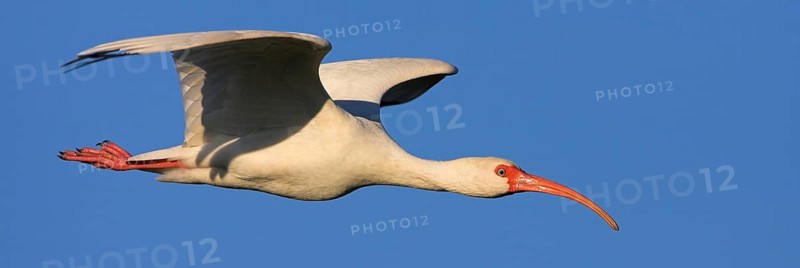 Snowy ibis, (Eudocimus albu), White ibis, Joe Overstreet Landing, Everglades NP, Florida, USA, North America
