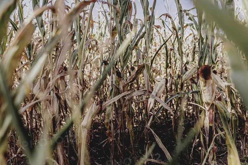 Dried corn, photographed in Bad Dürrenberg, 28/08/2024