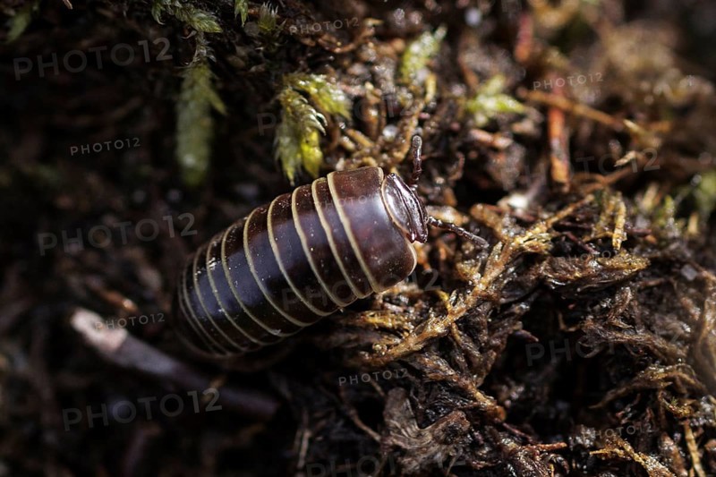 A woodlouse photographed in the Hohe Ward nature reserve in Münster, 08.04.2024