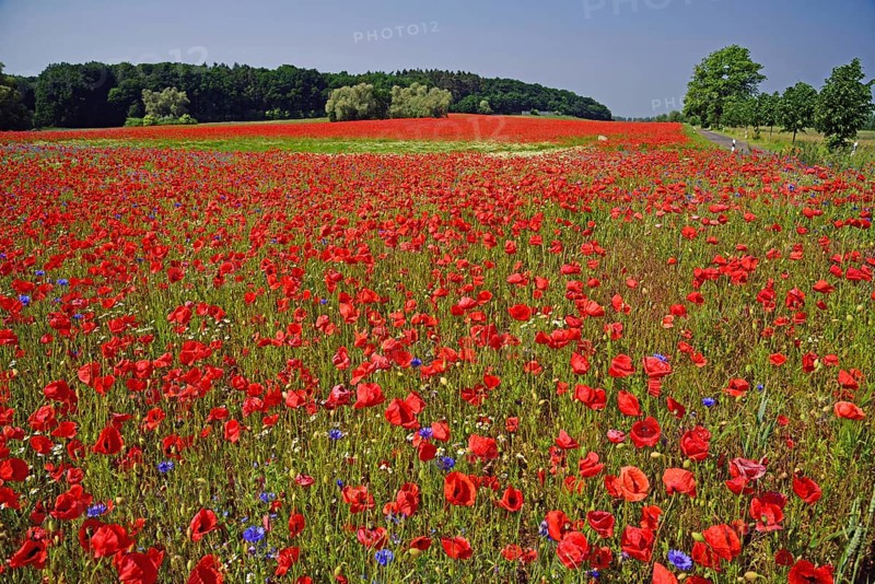 Europe, Germany, Mecklenburg-Western Pomerania, Poppy field near Göhren-Lebbin, Göhren-Lebbin, Mecklenburg-Western Pomerania, Germany, Europe