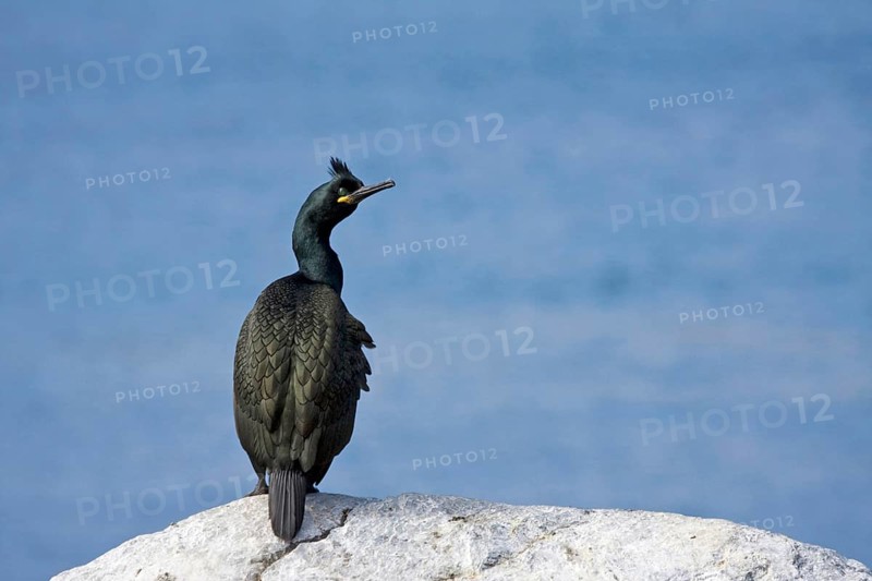 Cormorant, (Phalacrocorax aristotelis), resting on rocks, Hornoy Bird Island, Varanger, Norway, Europe