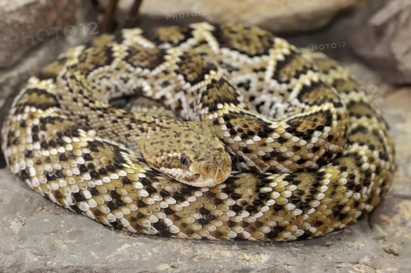 Mexican west coast rattlesnake (Crotalus basiliscus), juvenile, captive, occurrence in Mexico