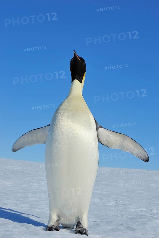 Emperor penguins (Aptenodytes forsteri), Adult Spreading Wings, Snow Hill Island, Antartic Peninsula, Antarctica