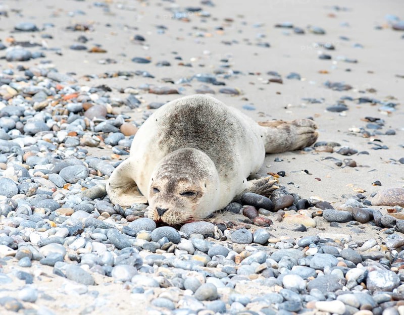 Sick, young harbour seal (Phoca vitulina vitulina) lying exhausted on beach with sand and pebbles, dying, blood on mouth, fatal infection with lungworms (Metastrongyloidea), Helgoland, island of Düne, North Sea, Schleswig-Holstein, Germany, Europe