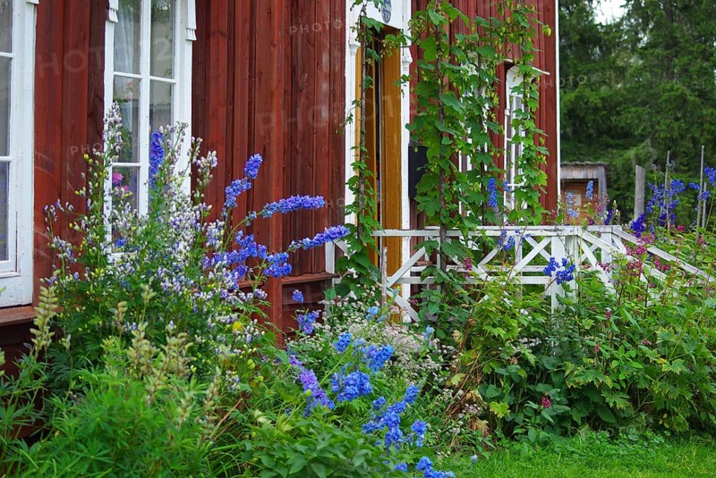 Blooming garden with wooden house, full of colourful flowers in an idyllic landscape, Jamtli open-air museum, Östersund, Sweden, Europe