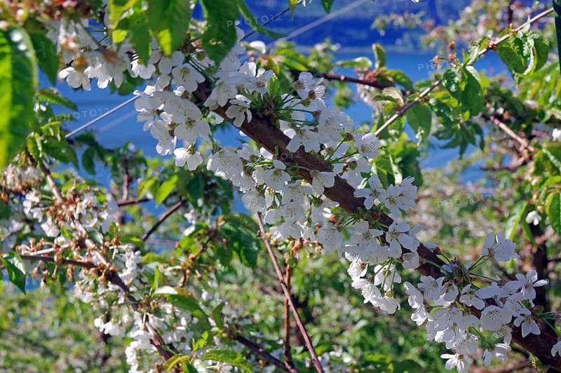 Close-up of white flowers on a branch against a blurred background, spring, fruit-growing area, Hardangerfjord, Fylke Vestland, Norway, Europe