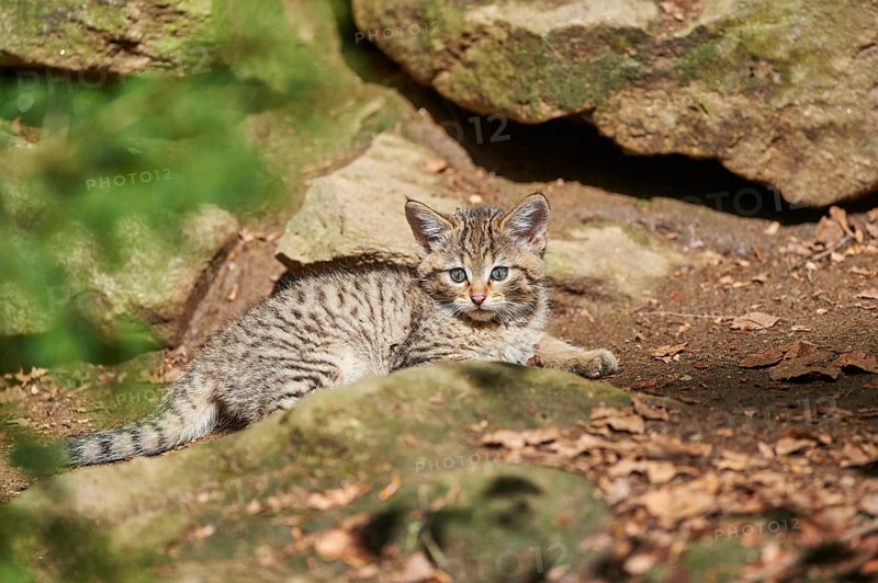 Close-up of European wildcat (Felis silvestris silvestris) kitten in spring in the bavarian forest