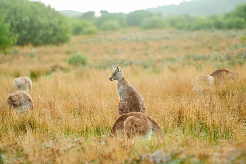 Close-up of eastern grey kangaroos (Macropus giganteus) wildlife on a meadow in Australia