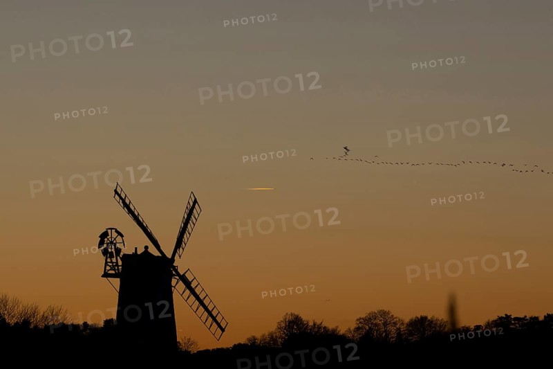 Pink-footed goose (Anser brachyrhynchus) adult birds in flight in a flock or skein over a windmill at sunset, Cley-next-to-the-sea, Norfolk, England, United Kingdom, Europe