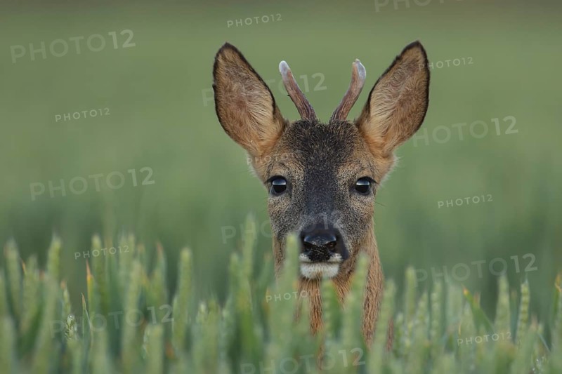 Roe deer (Capreolus capreolus) adult male buck animal in a farmland wheat field in the summer, Suffolk, England, United Kingdom, Europe