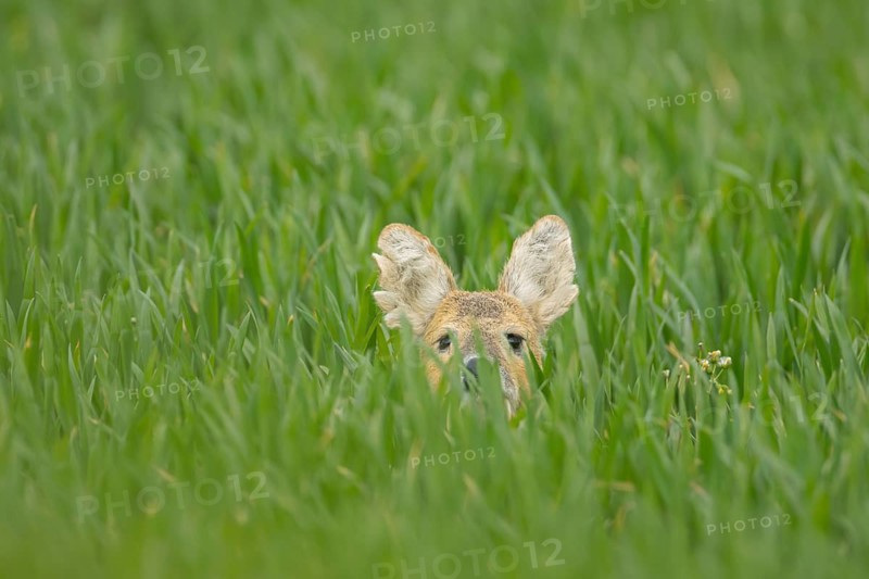 Chinese water deer (Hydropotes inermis) adult animal hiding in a farmland cereal field, Norfolk, England, United Kingdom, Europe