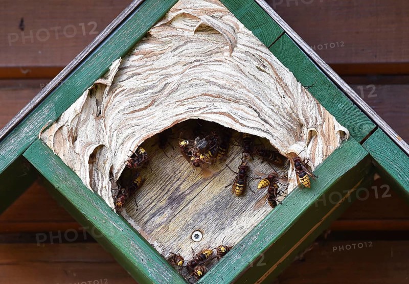 Hornets (vespa crabro) have their nest in the tit box