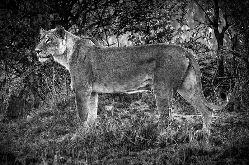 Lioness, female lion (Panthera leo) on the evening hunt, hunt, lookout, wild, free living, safari, monochrome, black and white, Moremi National Park in Botswana