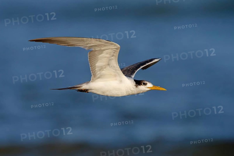 Caspian Tern, flight photo, (Thalasseus bergii), East Khawr / Khawr Ad Dahariz, Salalah, Dhofar, Oman, Asia