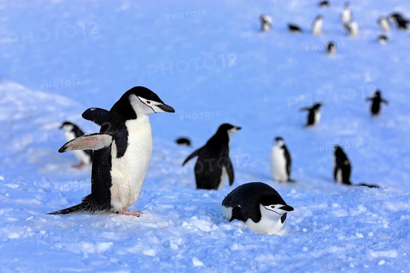 Chinstrap penguin (Pygoscelis antarctica), Antarctica, Brown Bluff, adult, group, penguins, flightless, snow, Antarctica