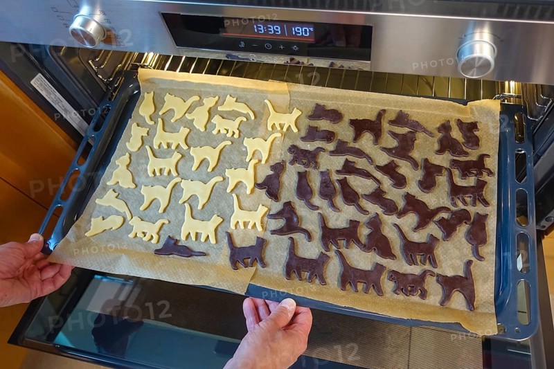 Swabian cuisine, Swabian Christmas biscuits, preparation of Ausstecherle, shortbread biscuits, cat figures, raw dough pieces with cocoa and white on baking paper, baking tray in the oven. typical Swabian, baking, Christmas biscuits, sweet biscuits, Gutsle, Bredle, baked goods, from the oven, men's hands, traditional cuisine, food photography, studio, Germany, Europe