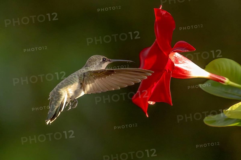 Anna's hummingbird (calypte anna) enjoying the red mandevilla