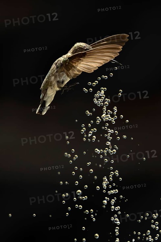 Anna's hummingbird (calypte anna) enjoying the water fountain drops