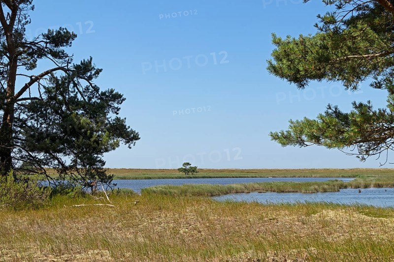 Circular hiking trail, Libbertsee, trees, landscape, nature reserve, Darßer Ort, Born a. Darß, Mecklenburg-Vorpommern, Germany, Europe