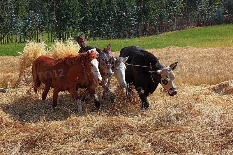 In the highlands of Abyssinia, in the Semien Mountains, Semien Mountains, field work, threshing grain with horses and cows, Ethiopia, Africa