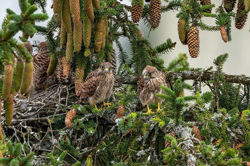 Common kestrel (Falco tinnunculus), two young birds not yet able to fly sitting on a branch outside the nest, Rhineland-Palatinate, Germany, Europe