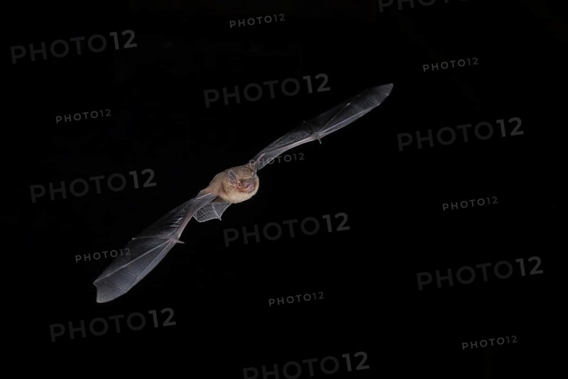 Common pipistrelle (Pipistrellus pipistrellus) hunting for insects at night, Brandenburg, Germany, Europe