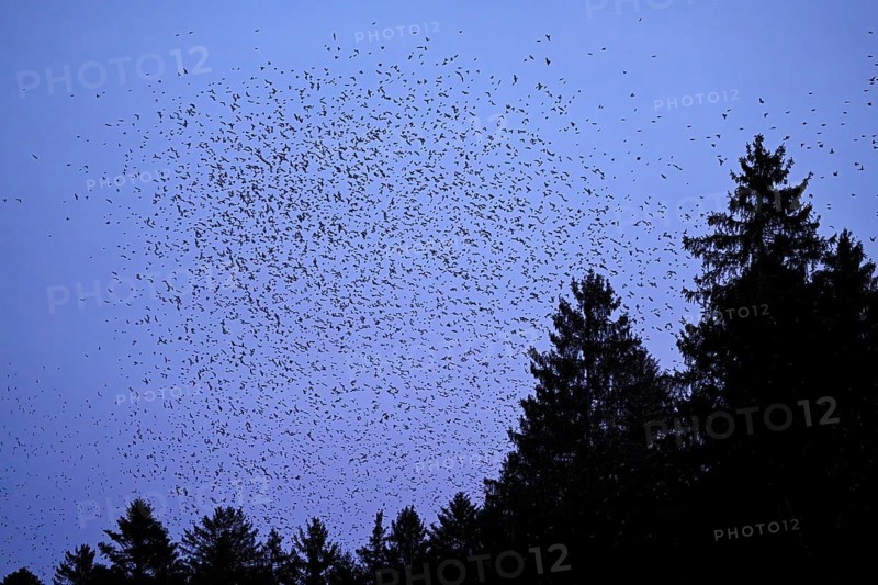 Approximately 1 million bramblings (Fringilla montifringilla), in flight over their roost at dusk, Oberaargau, Canton Bern, Switzerland, Europe