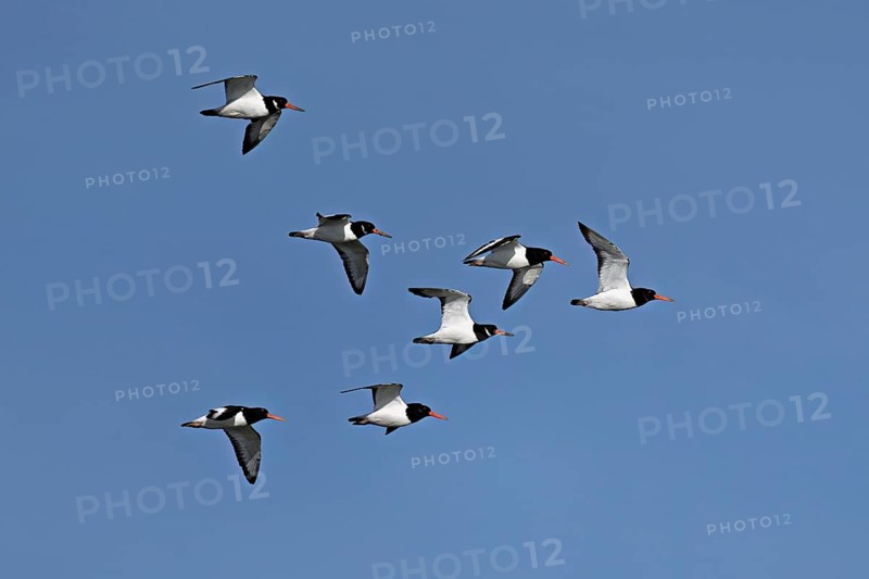 A flock of oystercatchers (Haematopus ostralegus), in flight, Texel, West Frisian Islands, province of North Holland, Netherlands