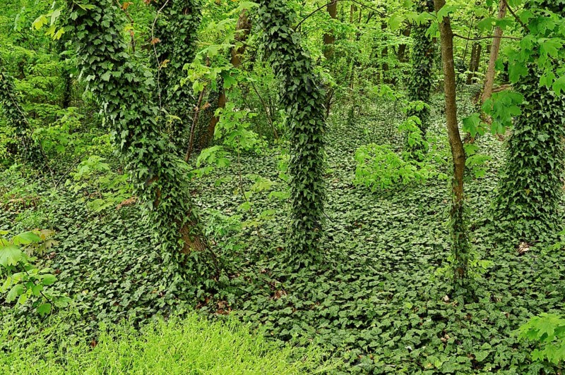 Trees overgrown with ivy, Halbturn, Lake Neusiedl, Burgenland, Austria, Europe