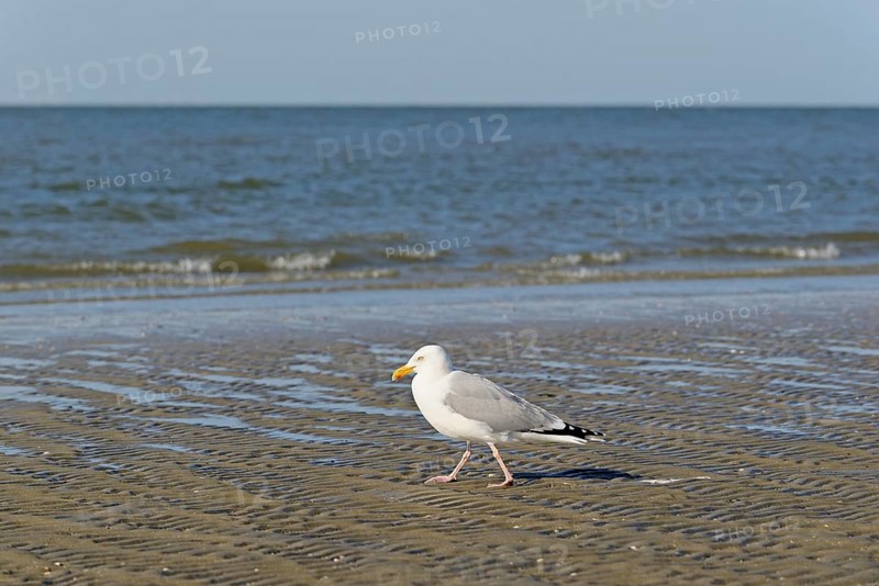 Herring Gull (Larus argentatus) on a sandy beach, North Sea, Norderney, East Frisian Islands, Lower Saxony, Germany, Europe