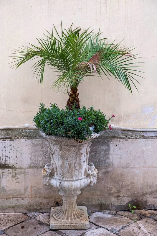 Amphora with palm tree and flowers, Galatina, Apulia, Italy, Europe