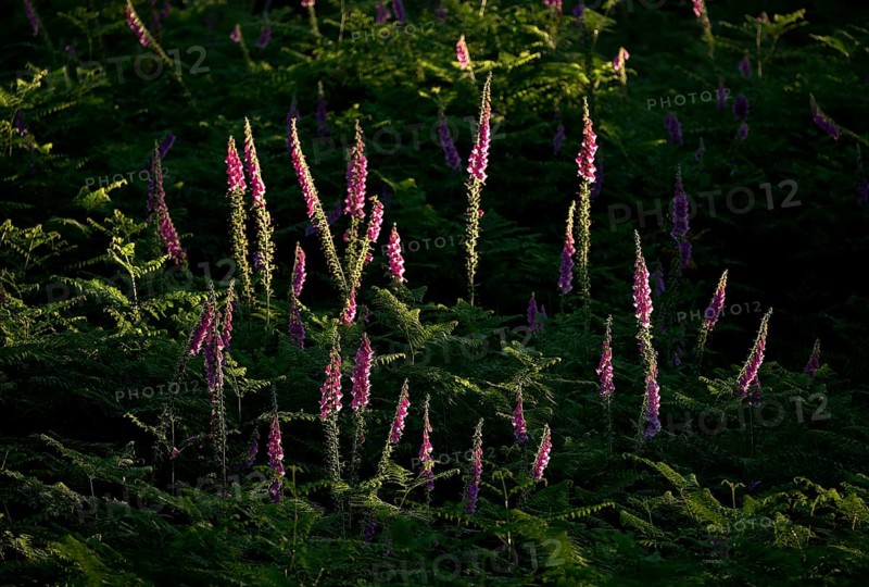 Common foxglove (Digitalis purpurea) in ferns illuminated by the sun, Lower Rhine, North Rhine-Westphalia, Germany, Europe