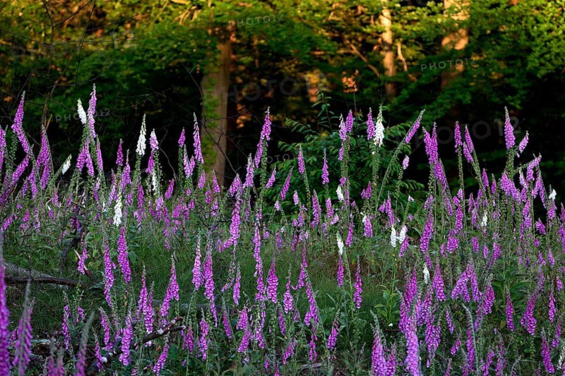 Common foxglove and white foxglove (Digitalis purpurea) in a clearing in the forest, Lower Rhine, North Rhine-Westphalia, Germany, Europe