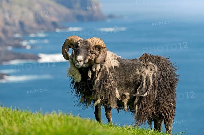 Sheep ram with round horns and matted coat, sheep, Mykines, Útoyggjar, Faroe Islands, Denmark, Europe