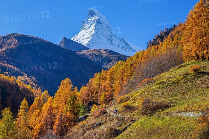 Autumn landscape with hiking trail and Matterhorn 4478m with golden yellow larches, Zermatt, Mattertal, Valais, Switzerland, Europe