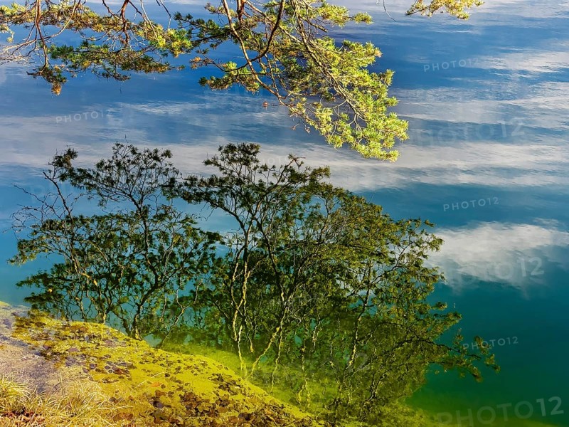 Branches reflected in crystal clear water, Hechtsee lake near Kufstein, Tyrol, Austria, Europe