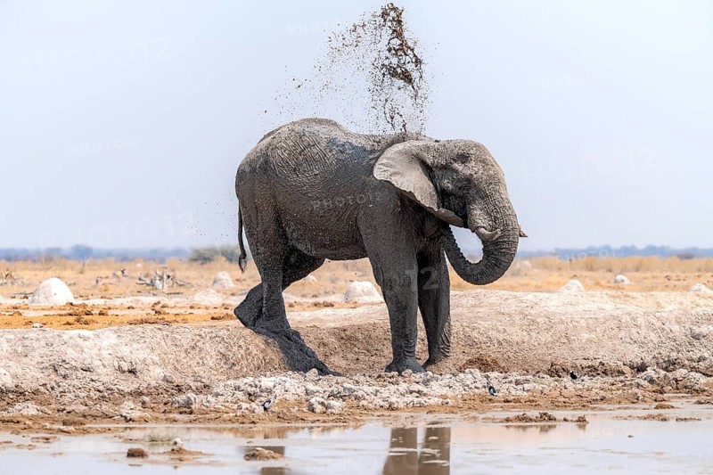 African elephant (Loxodonta africana), bathing at a waterhole, splashing water with its trunk, Nxai Pan National Park, Botswana Botswana