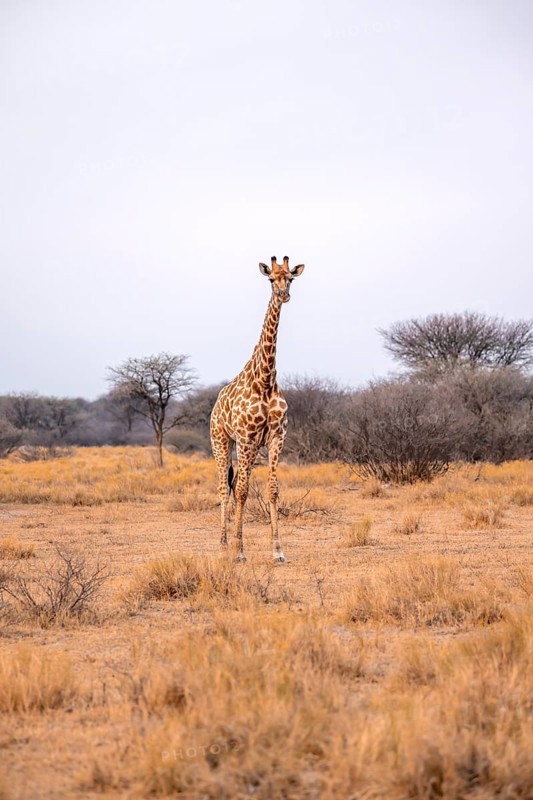 Angola giraffes (Giraffa giraffa angolensis), African savannah, Nxai Pan National Park, Botswana, Africa