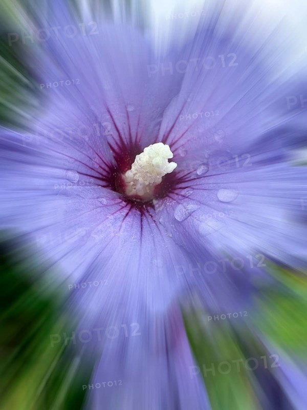 Althaea officinalis, rose mallow, shrub mallow, garden mallow, Syrian mallow, Sharon rose, festival flower (Hibiscus syriacus), zoom effect