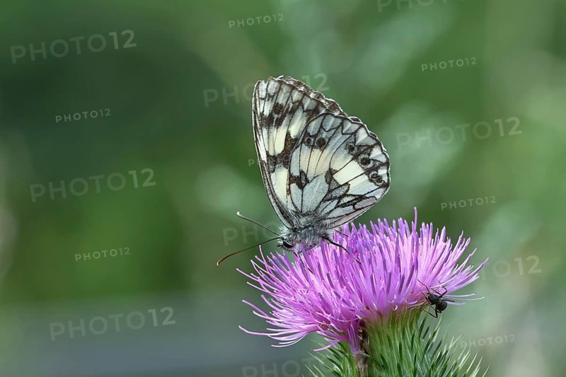 Checkerspot butterfly (Melanargia galathea) on creeping thistle (Cirsium hydrophilum), underside of wing, close-up, Wilnsdorf, North Rhine-Westphalia, Germany, Europe