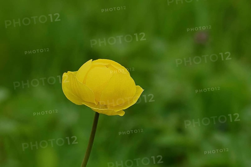 European trollflower (Trollius europaeus), yellow flower on a wet meadow, Wilnsdorf, North Rhine-Westphalia, Germany, Europe