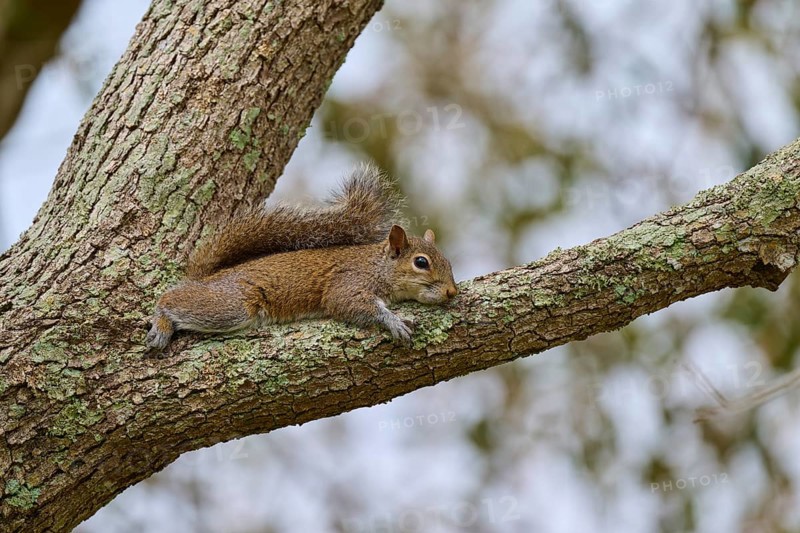 American grey squirrel (Sciurus carolinensis), lying relaxed on a tree branch covered with moss, Pembroke Pines, Florida, USA, North America