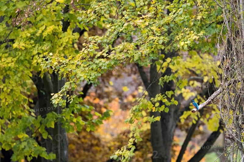 A kingfisher (Alcedo atthis) sitting on a branch, autumn-coloured trees in the background, Hesse, Germany, Europe