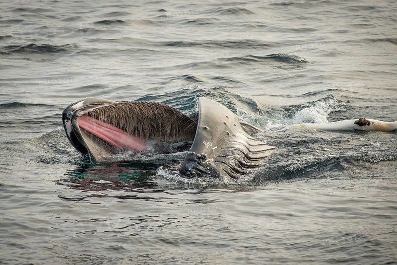 Humpback whale (Megaptera novaeangliae) feeding at the sea surface, Barents Sea, Northeast Iceland, Svalbard and Jan Mayen archipelago, Norway, Europe