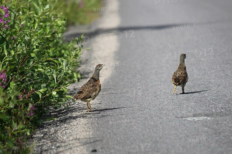 Capercaillie (Tetrao urogallus) young birds not yet fledged crossing a forest road, Lapland, Sweden, Europe Lapland/Sweden, Sweden, Europe